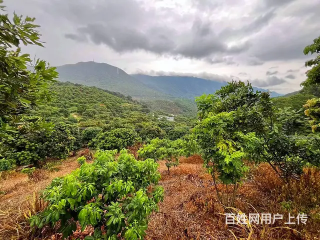 从化区温泉旅游区附近70亩果园休闲庄园整体转让 - 图片 8