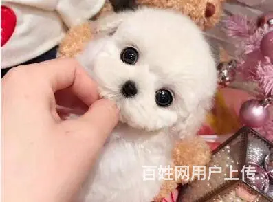 承德泰迪多少钱一只 泰迪价格 茶杯犬泰迪 - 图片 11