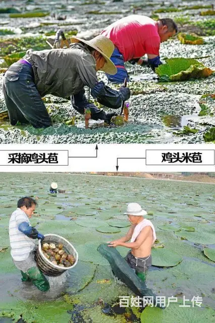 苏州鸡头米2023年新鲜手剥鸡头米农家自产自销 - 图片 3