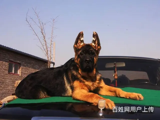 大头德牧幼犬 方嘴 黑脸锤系德牧  3到6个月幼犬 - 图片 4