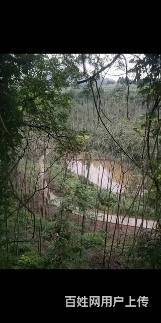 四川资阳市乐至县200亩林地转让 - 图片 9