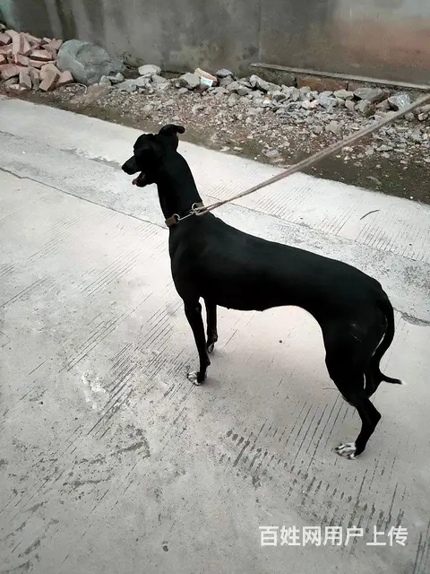 出售格惠犬 - 图片 1