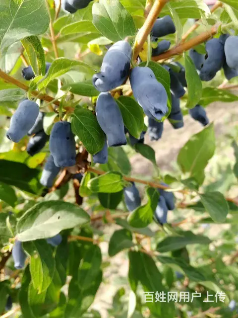 大量出售各种造林树苗 - 图片 10