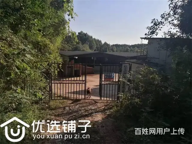 （优选铺子）巴州区曾口镇2200平养殖3万出租（可出售） - 图片 4