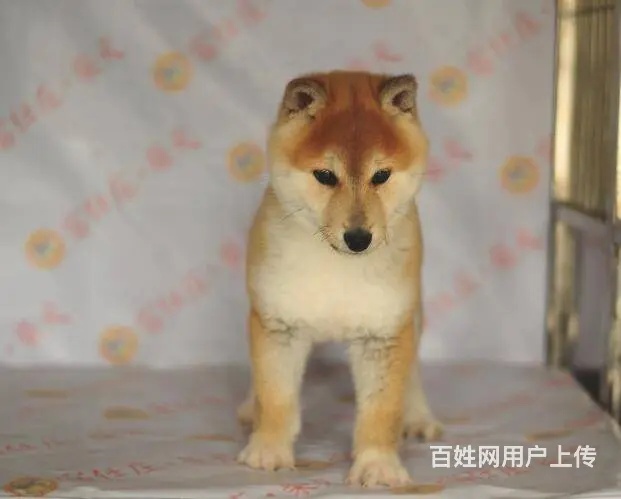 哪里出售柴犬 纯种柴犬多少钱一只 - 图片 5