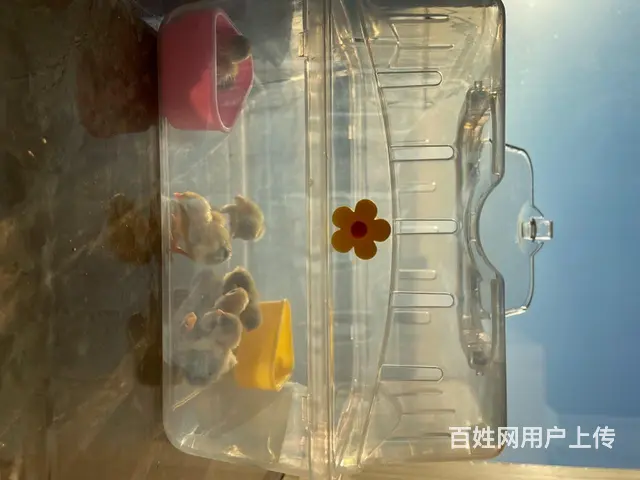 宠物鸡 迷你鸡 - 图片 1