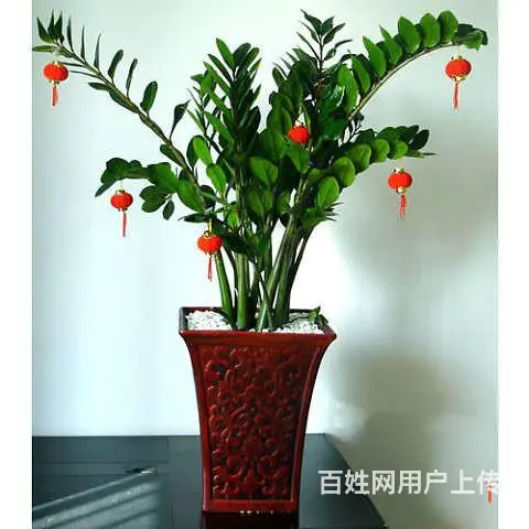 苏州金丝雀园艺！做高端的绿植租赁！优惠哦！ - 图片 6