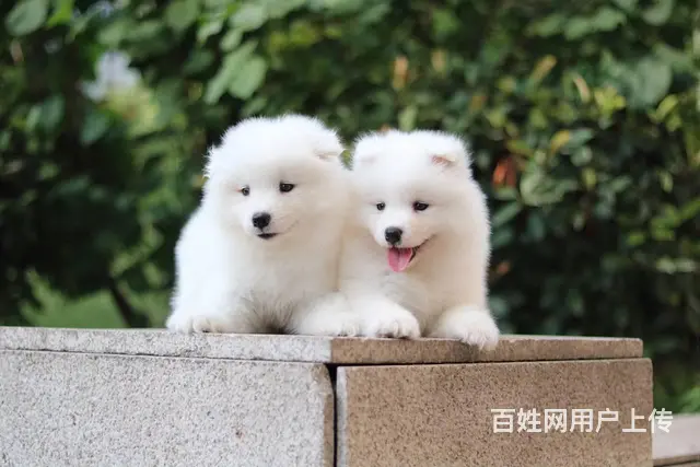 淮南 萨摩耶，二哈哪里有卖 哈士奇怎么养比较好 - 图片 7