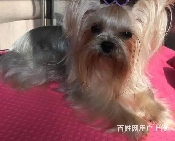 出售纯种约克夏 可爱活泼 疫苗驱虫都做了 公母 - 图片 7