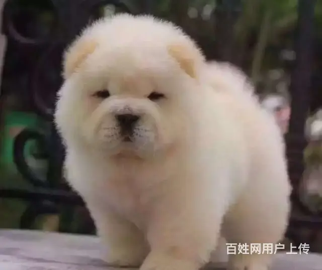纯种肉嘴松狮幼犬多窝出售公母均有 签保障协议 - 图片 2