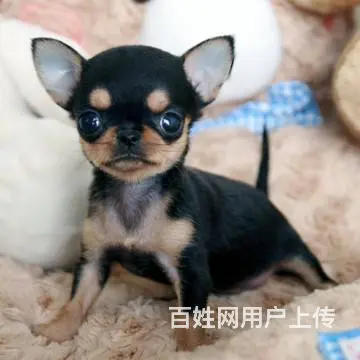 邢台吉娃娃多少钱一只 赛级吉娃娃 吉娃娃幼犬怎么卖 - 图片 2