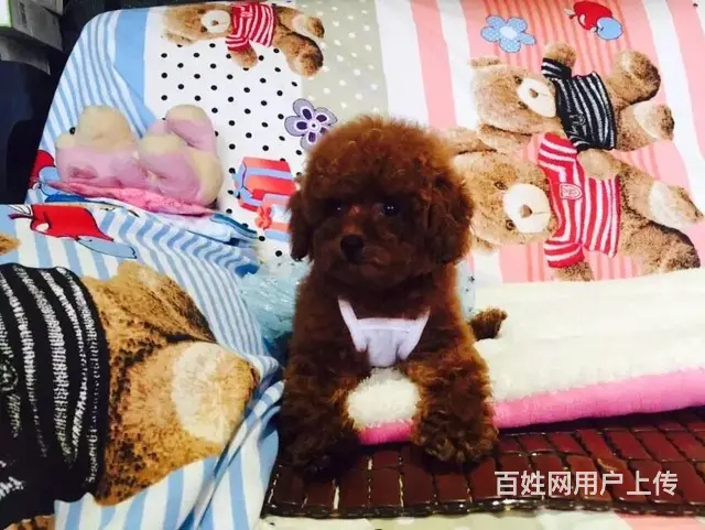 宿迁如何挑选好看的泰迪泰迪大概多少钱 - 图片 2