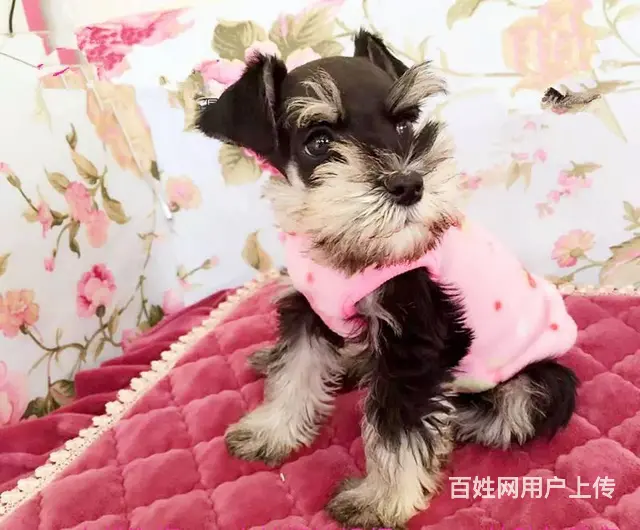 广州买狗的地方 广州纯种健康迷你雪纳瑞犬一只多少钱 - 图片 3