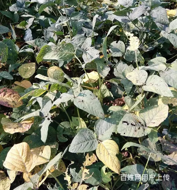 睢宁县梁集镇戚姬村有零散十几亩土地出租 - 图片 6