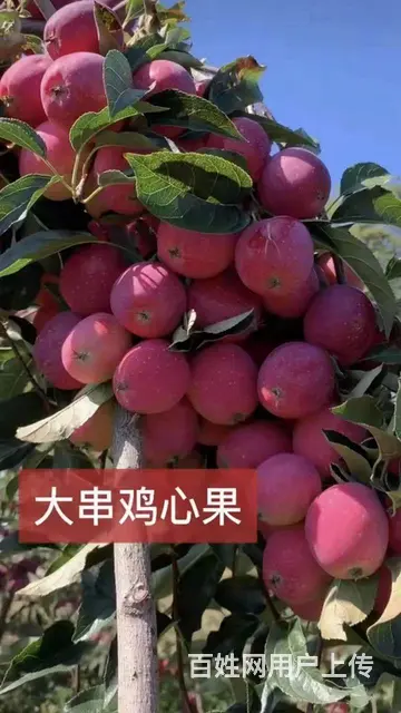 卖果树大量出售 - 图片 4