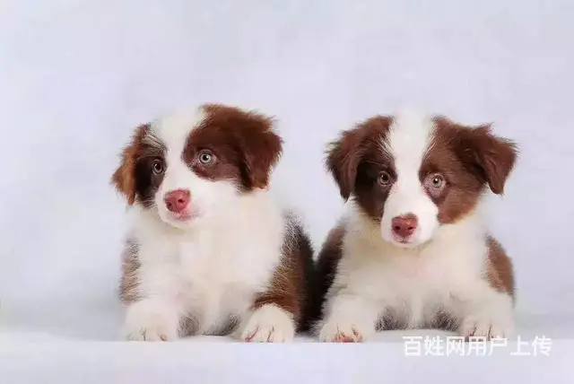辽阳卖边牧的养殖场，养殖场边牧一般卖多少钱 - 图片 9