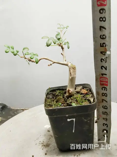杨世毅先生武汉盆景假山专业设计制作德聚缘花木商务师 - 图片 2