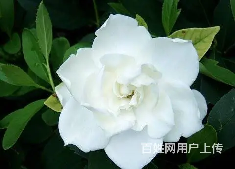工程苗木，花卉苗木订购 - 图片 9