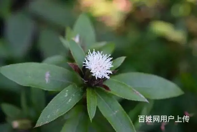 湖北百草堂苍术种植农业机遇，享受无限财富轻松创业 - 图片 1