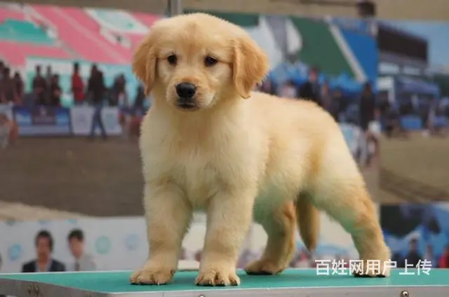 金毛犬--赛级金毛犬-支持送货上门 - 图片 5