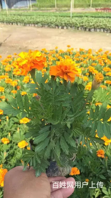 贵州惠水草花贵州惠水草坪贵州惠水苗木惠水花卉批发 - 图片 7