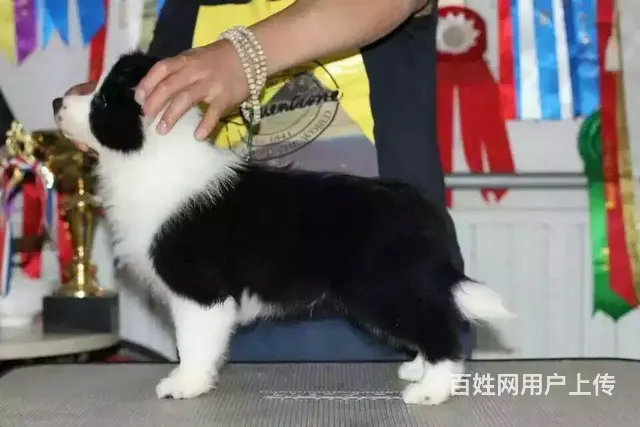 辽阳上哪可以看到边牧犬舍，边牧犬舍地址位置 - 图片 9