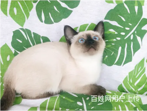 徐州哪里卖纯种的暹罗猫？健康的暹罗猫多少钱一只？ - 图片 4