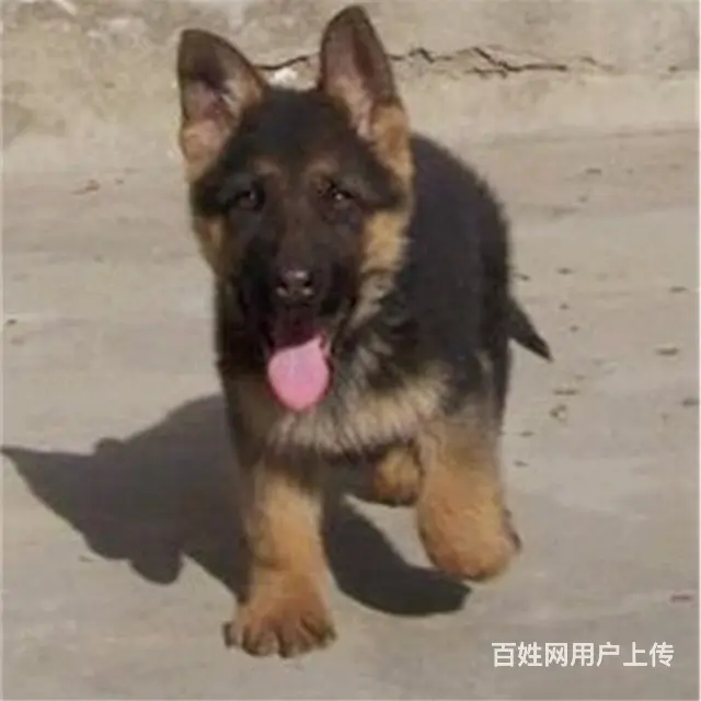 辽阳德牧价格_多少钱一只|德牧图片|德牧 - 图片 7