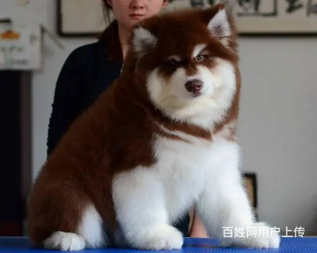 阿拉斯加幼犬 黑十字架脸,大骨量大毛量犬舍直销 - 图片 3