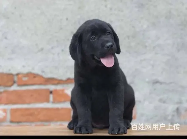 售冠军级血系拉布拉多犬 血统纯正公母全 - 图片 6