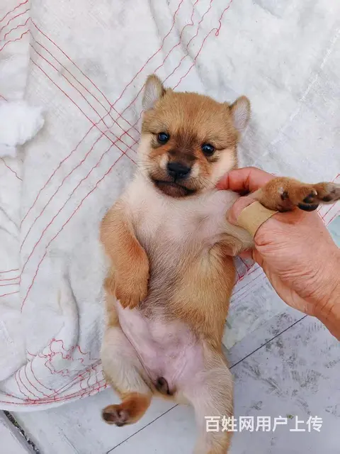 家养柴犬小狗狗出售2个月，价格优惠 - 图片 4