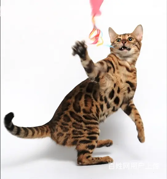 哪里有孟加拉豹猫卖 多少钱价位一只 性格好吗 - 图片 4