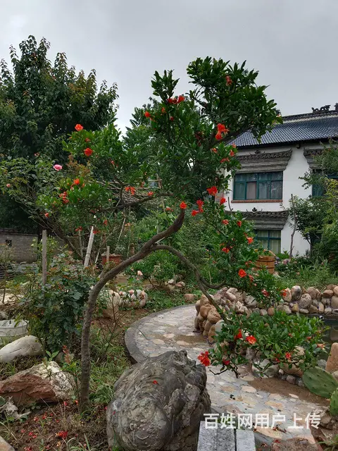 小院招租 - 图片 7