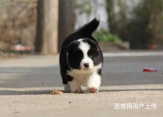 边境牧羊犬价格 纯种边牧幼犬出售 可上门可视频挑选 - 图片 3