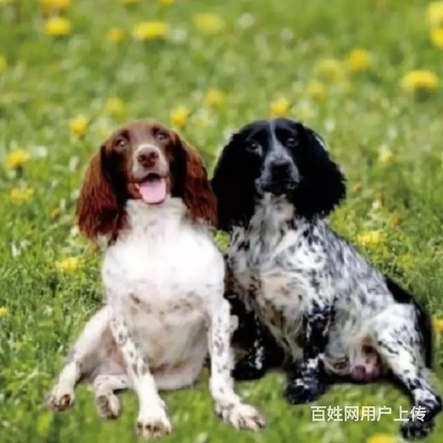 杭州【十年老店】常年繁殖优质血统史宾格幼犬 - 图片 5