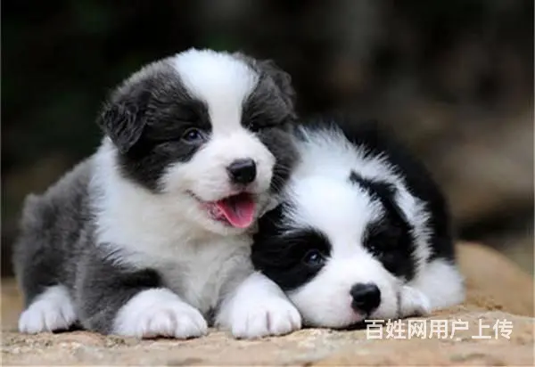 出售纯种边牧幼犬 边牧价格  边牧图片 - 图片 5