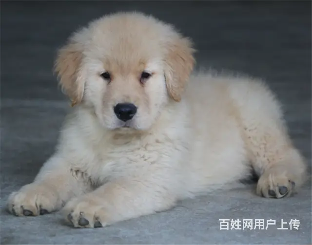 纯种健康金毛幼犬、品种齐全纯正血统 品质有保证 - 图片 5