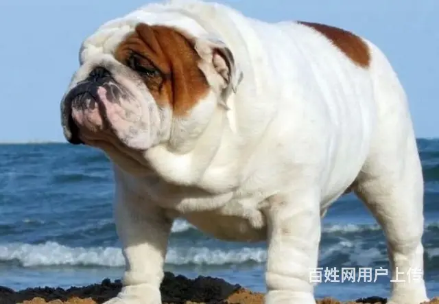 徐州哪里有基地直销高品质法国斗牛犬出售，公母均有多 - 图片 3