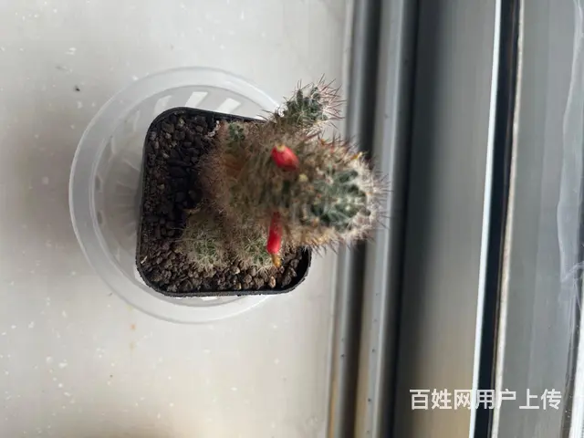 出售仙人球 - 图片 4