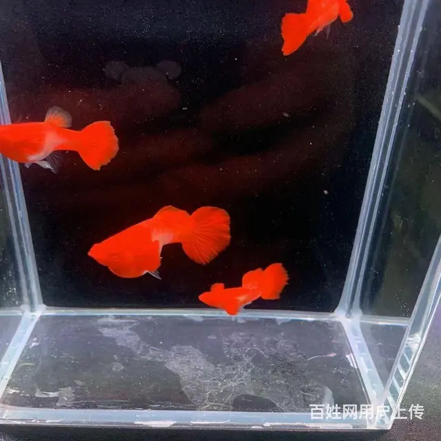 鸿运当头双分水孔雀鱼低价出售10元 - 图片 2