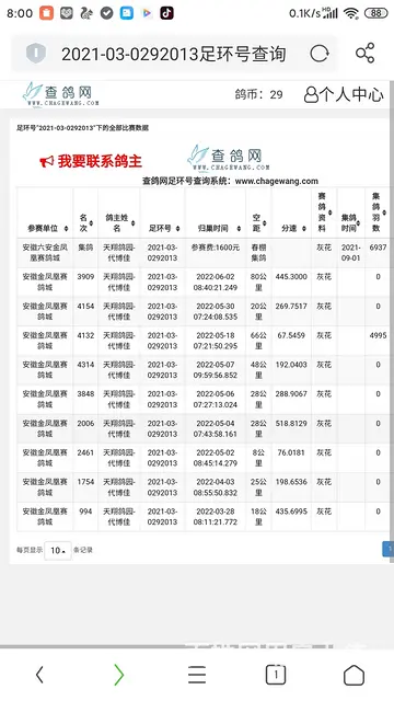 信鸽～幼鸽 - 图片 4
