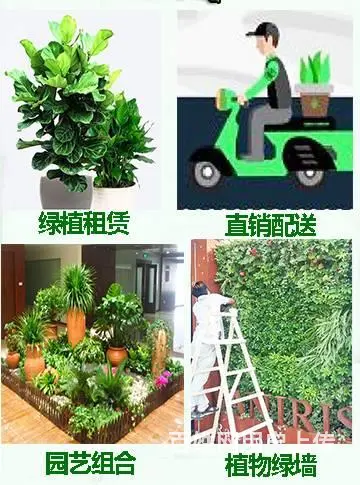 苏州地区花卉绿植租赁养护，苗圃基地批发直销 - 图片 2