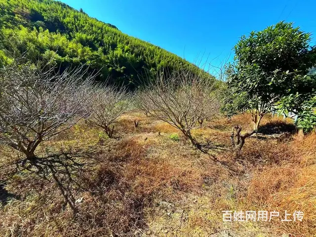 从化区良口镇旅游区溪水边3亩亩山地果园整体转让 - 图片 12