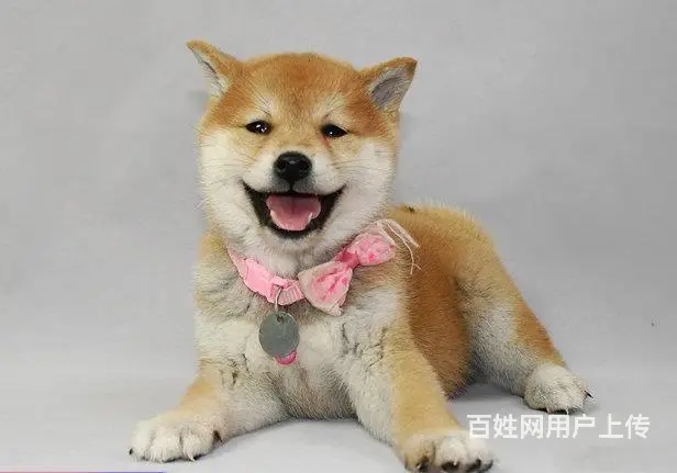 纯种日本柴犬多少钱 北京哪里有卖柴犬 纯种柴犬价格 - 图片 7