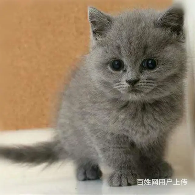 贵州黔南猫舍直销纯种蓝猫低价出售 - 图片 8
