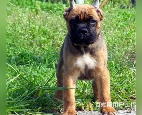 六安上哪可以看到卡斯罗犬舍，卡斯罗犬舍地址位置 - 图片 11