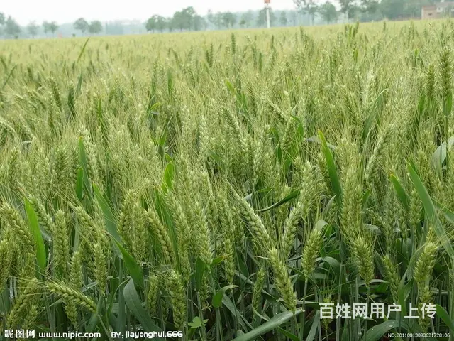 睢宁县梁集镇戚姬社区有零散十几亩土地出租 - 图片 2