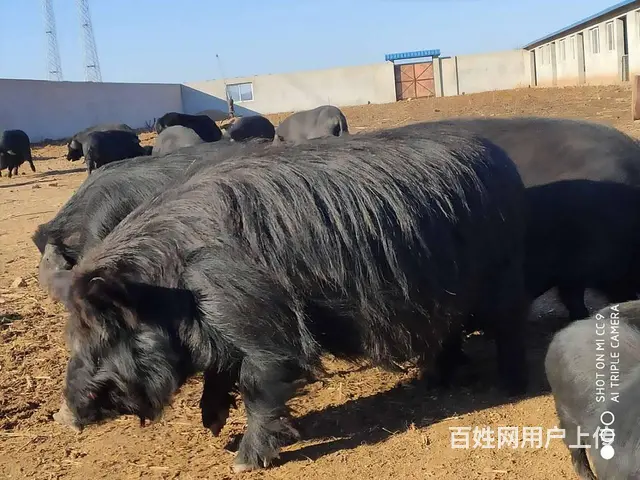 纯种藏香猪种猪、精品母猪，仔猪销售！ - 图片 5