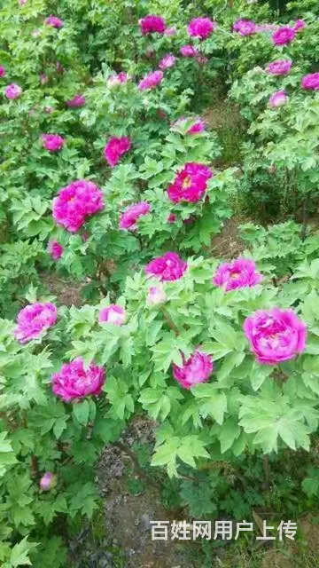 信阳董家河大量苗木花卉一手低价出售 - 图片 2