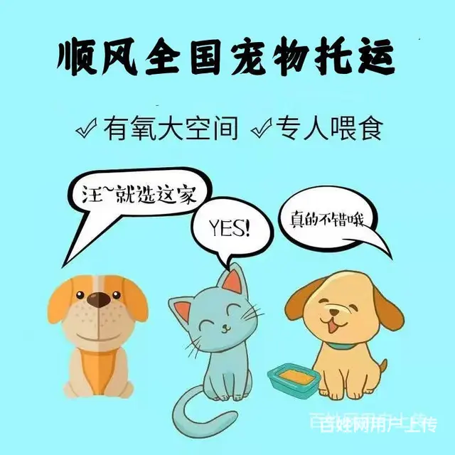 2022新消息常州市到全国）宠物托运（猫狗）邮寄快递（宠物活 - 图片 6